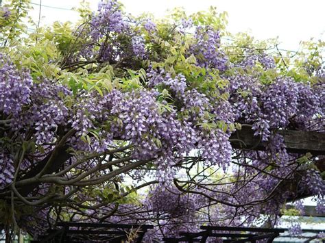 藤科植物|フジ（藤）｜世界大百科事典｜ジャパンナレッ